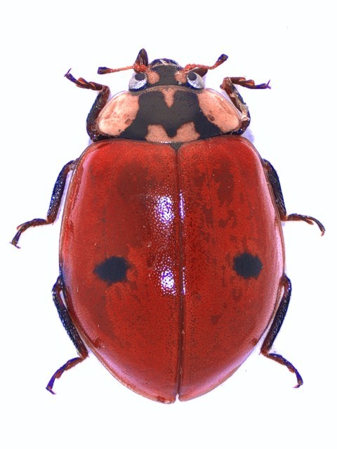 Adalia bipunctata Mol_A2p