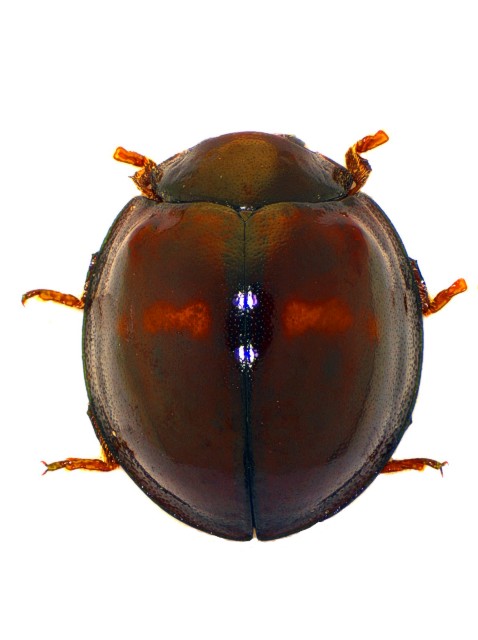 Chilocorus bipustulatus Mol_C2u