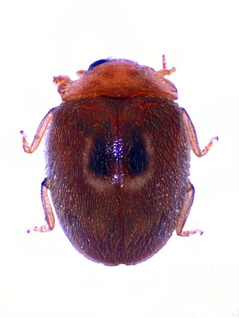 Clitostethus arcuatus Mol_Carc