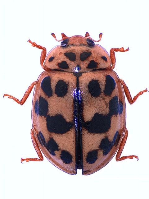 Oenopia conglobata Mol_Ocon