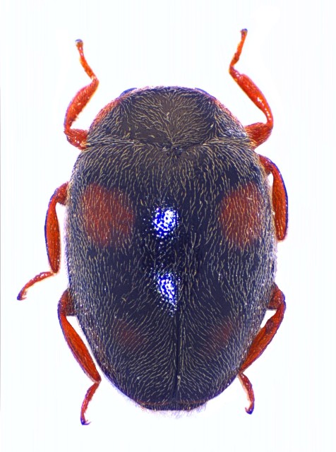 Scymnus frontalis Mol_Sfro