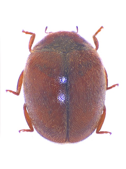 Scymnus subvillosus Mol_Simp1