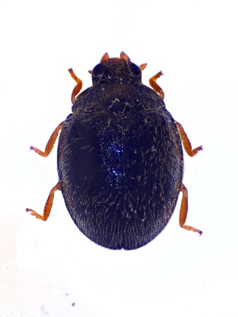 Stethorus pusillus Mol_Spus