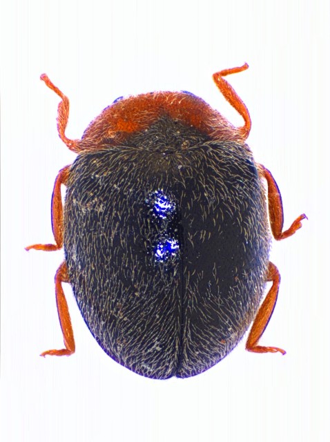 Scymnus rubromaculatus Mol_Srub
