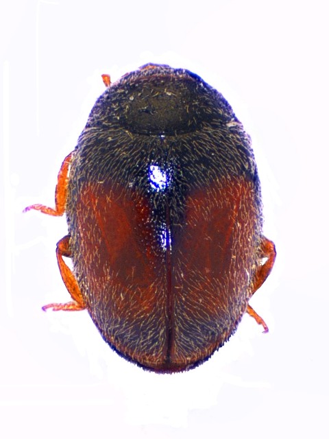 Scymnus flagellisiphonatus (FRSCH, 1970) Mol_Slim