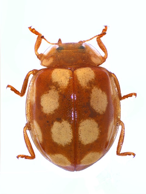 Vibidia duodecimguttata Mol_V12g