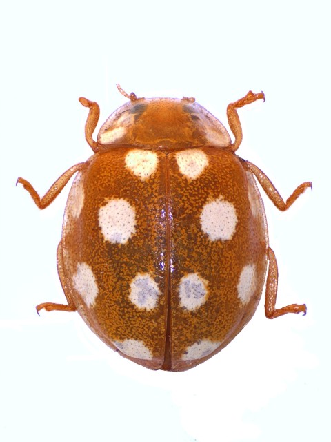 Vibidia duodecimguttata Mol_V12g1