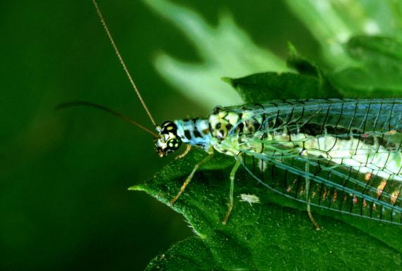Crysopa perla - photo Zdenek Ruzicka